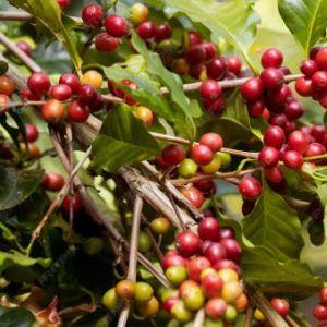 Coffee Cherry
